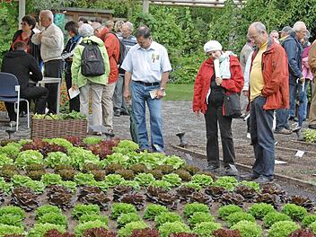 Zeigt her eure Köpfe: Auch in Sachen Salat werden die Experten sicherlich wieder einige Tipps parat haben.  Archivbild: Ronald Rinklef