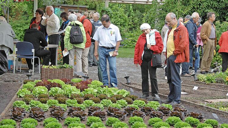 Zeigt her eure Köpfe: Auch in Sachen Salat werden die Experten sicherlich wieder einige Tipps parat haben.  Archivbild: Ronald Rinklef