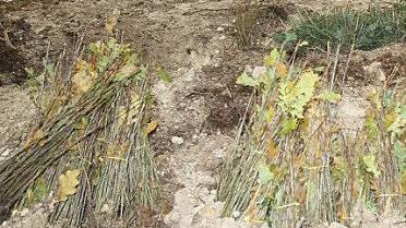 2700 Setzlinge lagen parat.