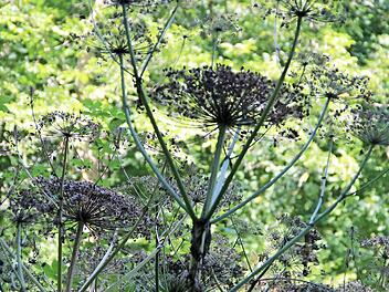 Dem Riesen-Bärenklau sieht man nicht an, wie gefährlich er ist - im Gegenteil: Selbst diese abgeblühten Pflanzen im Münnerstädter Maital wirken durchaus ästhetisch. Fotos: Heike Beudert