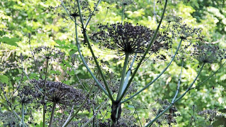 Dem Riesen-Bärenklau sieht man nicht an, wie gefährlich er ist - im Gegenteil: Selbst diese abgeblühten Pflanzen im Münnerstädter Maital wirken durchaus ästhetisch. Fotos: Heike Beudert