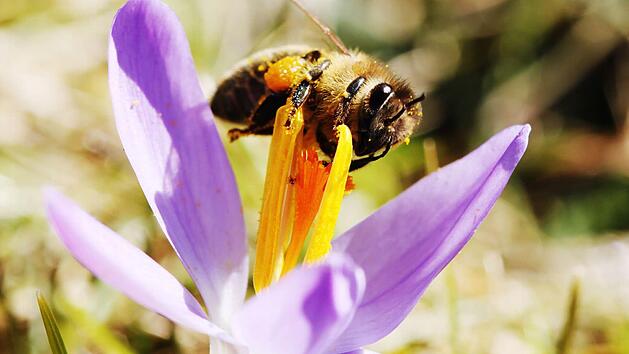 Bienen müssen ihren Wintervorrat aus Zuckerwasser in Honig umwandeln. Dazu sind Blütenpollen und Nektar notwendig.Bild: Archiv/Schreiber