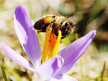 Bienen müssen ihren Wintervorrat aus Zuckerwasser in Honig umwandeln. Dazu sind Blütenpollen und Nektar notwendig.Bild: Archiv/Schreiber