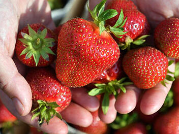 Erdbeeren (Symbolbild)