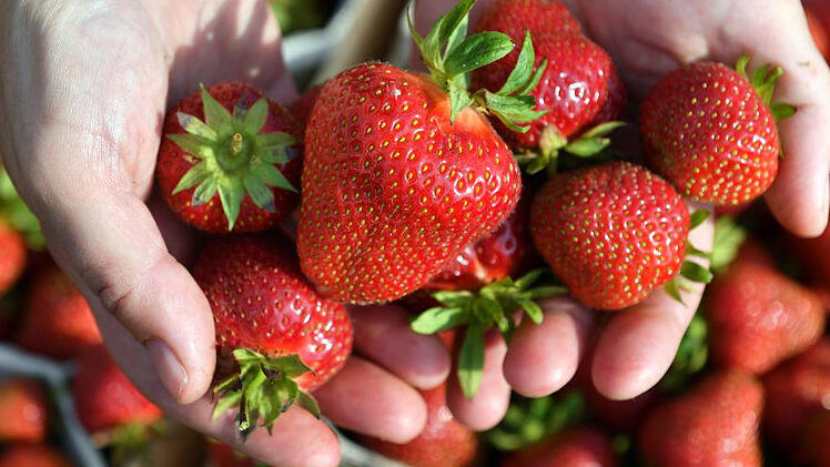 Erdbeeren (Symbolbild)
