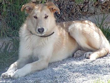 Jacoba sucht ein neues Zuhause. Foto: privat