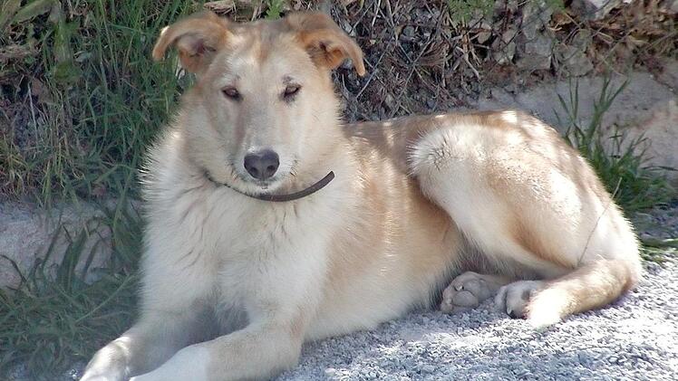 Jacoba sucht ein neues Zuhause. Foto: privat