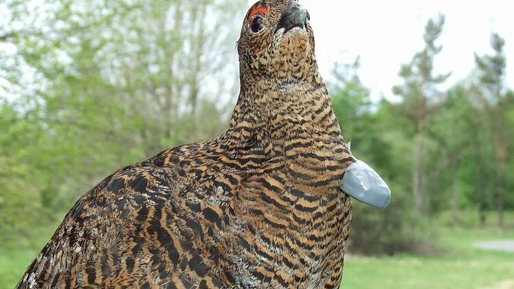 Eine Birkwildhenne mit Peilsender, wie sie einem Teil, der aus Schweden importierten Tiere mitgegeben wird. Foto: Marion Eckert