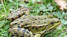 Teichfrosch  Foto: privat