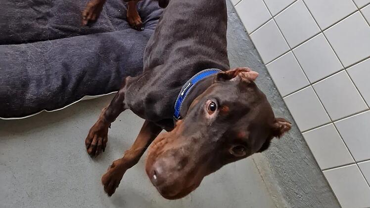 Tierheim Würzburg entsetzt: Hund Loki wurde "regelrecht verstümmelt"