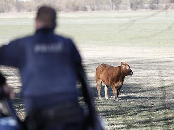 Fürth: Rind büxt aus und hält Polizei auf Trab - "Jagd" nimmt trauriges Ende Fürth: Rind büxt aus und hält Polizei auf Trab - "Jagd" nimmt trauriges Ende