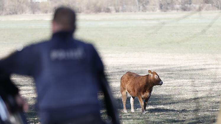 Fürth: Rind büxt aus und hält Polizei auf Trab - "Jagd" nimmt trauriges Ende