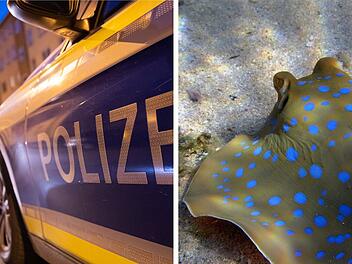 Rochen ergaunert: N&uuml;rnberger Polizei kl&auml;rt ungew&ouml;hnlichen Kriminalfall auf