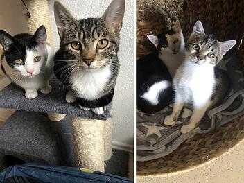 Tierheim Hersbruck: Hilferuf wegen "extremer Anzahl" an Baby-Katzen - "Vorräte langsam aufgebraucht"