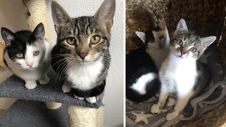 Tierheim Hersbruck: Hilferuf wegen "extremer Anzahl" an Baby-Katzen - "Vorräte langsam aufgebraucht"