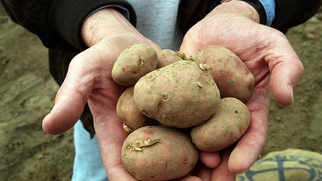 Landessortenversuch 2023