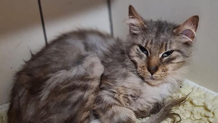 Tierheim Pfaffengrün: Mitarbeiter machen Horrorfund in Plastikkoffer - "Total traumatisiert"