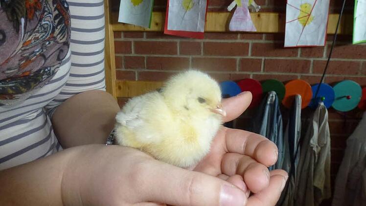 Bianca hält ein Küken Foto: privat