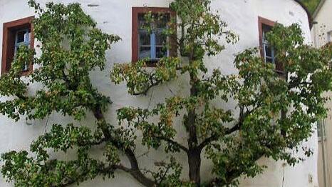 Manchmal wird die Marienkapelle ge&ouml;ffnet und kann besichtigt werden. Foto: p.