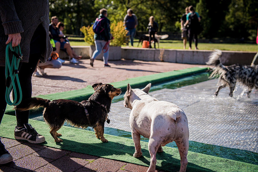 Leinen los! Hunderte Fellnasen erobern Freibad nach Saisonende