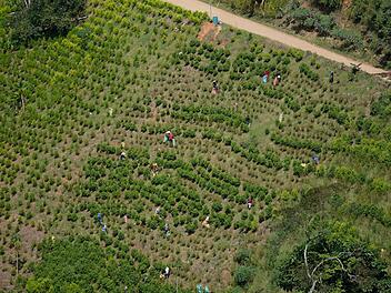 Kokain aus Kolumbien