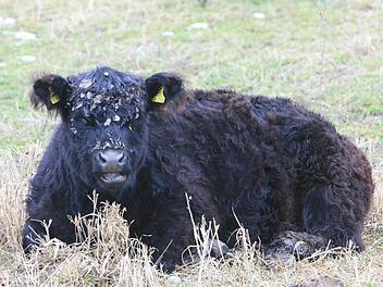 Galloways gehören zu den tierischen Landschaftspflegern des Coburger Landes. Foto: Johannes Schrenker