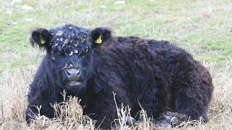Galloways gehören zu den tierischen Landschaftspflegern des Coburger Landes. Foto: Johannes Schrenker