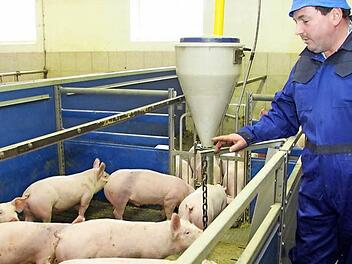 Landwirt und Direktvermarkter Bernd Rahm im Schweinestall mit Ferkeln, die in Döllnitz gemästet werden. Fotos: Alexander Hartmann