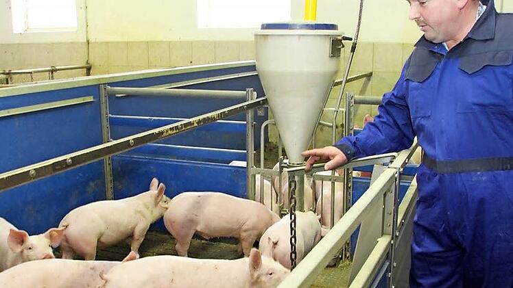 Landwirt und Direktvermarkter Bernd Rahm im Schweinestall mit Ferkeln, die in Döllnitz gemästet werden. Fotos: Alexander Hartmann