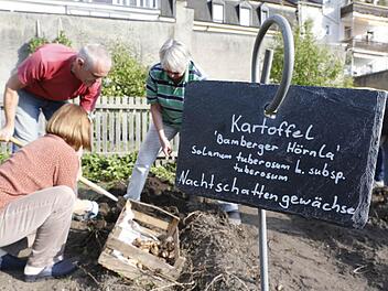 Die Kartoffelernte im Bamberger Sortengarten war vom Wetter begünstigt. Foto: Matthias Hoch