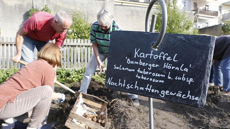 Die Kartoffelernte im Bamberger Sortengarten war vom Wetter begünstigt. Foto: Matthias Hoch