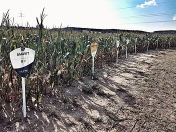 Auf diesem Feld bei Ebensfeld sind verschiedene Sorten Mais zu sehen, die hier zum Vergleich angebaut wurden. Demnächst beginnt die Ernte. Foto: Tobias Kindermann