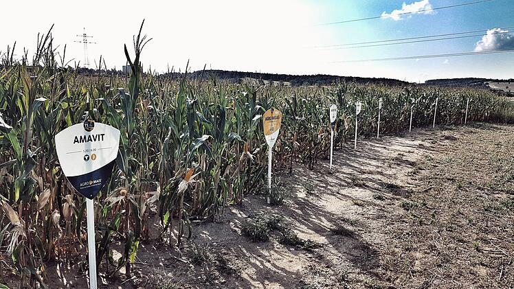 Auf diesem Feld bei Ebensfeld sind verschiedene Sorten Mais zu sehen, die hier zum Vergleich angebaut wurden. Demnächst beginnt die Ernte. Foto: Tobias Kindermann