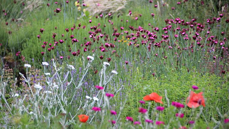 Die Vielfalt macht's im Aromagarten...Diana Fuchs