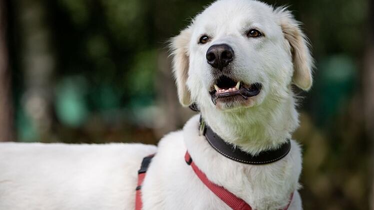 Tierheim Nürnberg: Hund Apollo war "bisher immer in falschen Händen"