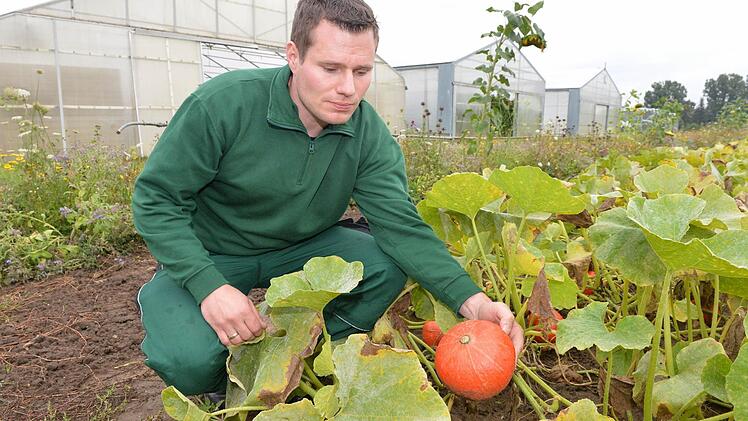 Betriebsleiter Peter Gäcklein mit einem Hokkaido-Kürbis. Foto: Ronald Rinklef