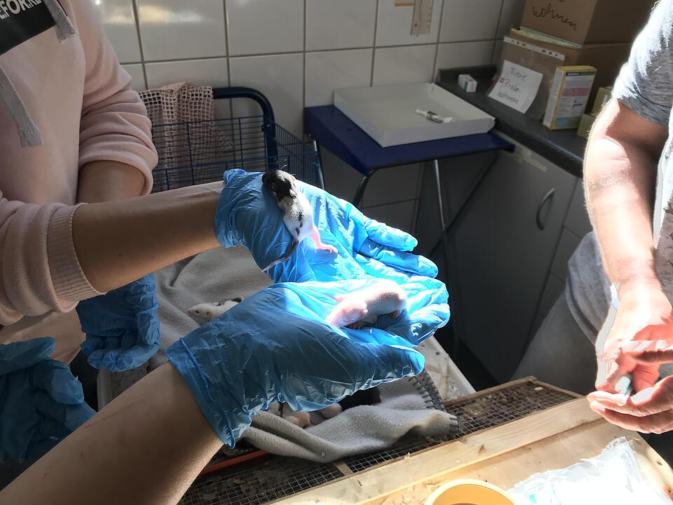 Illegaler Tiertransport mit mehr als 7000 Tieren gestoppt