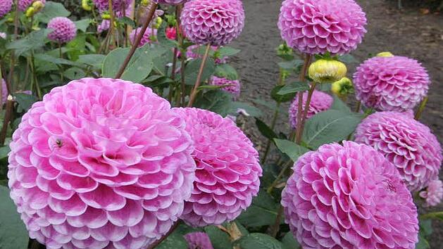 Dahlien - sie k&ouml;nnen jetzt schon gepflanzt werden.Foto: Jan-Peter Kasper dpa/lth