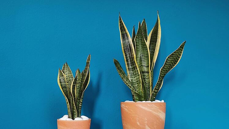 Bogenhanf z&auml;hlt zu den k&uuml;hlenden Zimmerpflanzen und ist einfach zu pflegen.