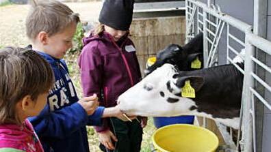 Emily, Julian und Corinna fütterten die Kälbchen.
