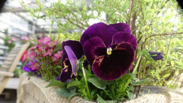 Die Mini-Viola passt perfekt zum Frühlingsmotto. Foto: inFranken.de