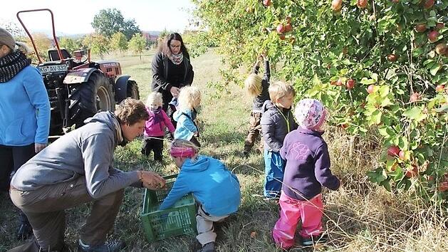 Voller Eifer waren die Kinder aus dem Waldkindergarten "Fliegenpilz" bei der Apfelernte in Schmitt's Obstgarten dabei. Fotos: Laura Wilm