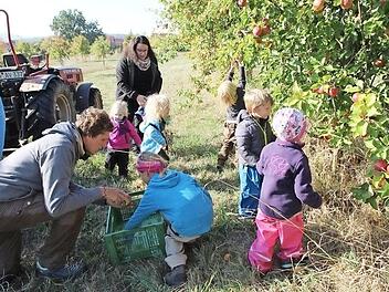 Voller Eifer waren die Kinder aus dem Waldkindergarten "Fliegenpilz" bei der Apfelernte in Schmitt's Obstgarten dabei. Fotos: Laura Wilm