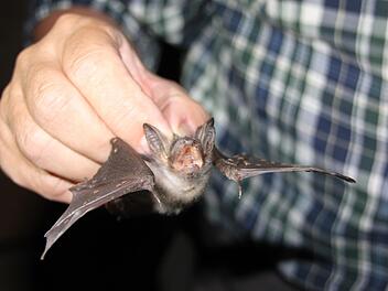 Eine geschwächte Jungfledermaus, die aus dem Dachgebälk des Burgpreppacher Schlosses gefallen ist; Biologe Jürgen Thein nimmt sie kurz darauf bei seiner Klettertour unters Dach wieder mit zur Kolonie - ob sie sich erholen wird, ist jedoch ungewiss. Einzelne Jungtiere fallen immer mal herab und finden nicht zurück zur Familie - dieses bekommt durch Zufall eine zweite Chance. Fotos: Andreas Lösch