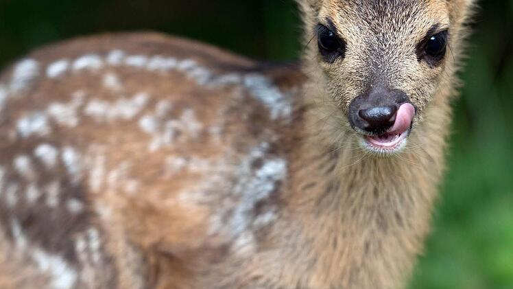 Symbolbild  Foto: Patrick Seeger/dpa