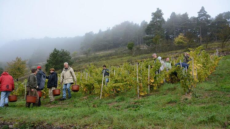 Jungfernweinlese im Gemischten Satz am Hammelberg Elisabeth Assmann