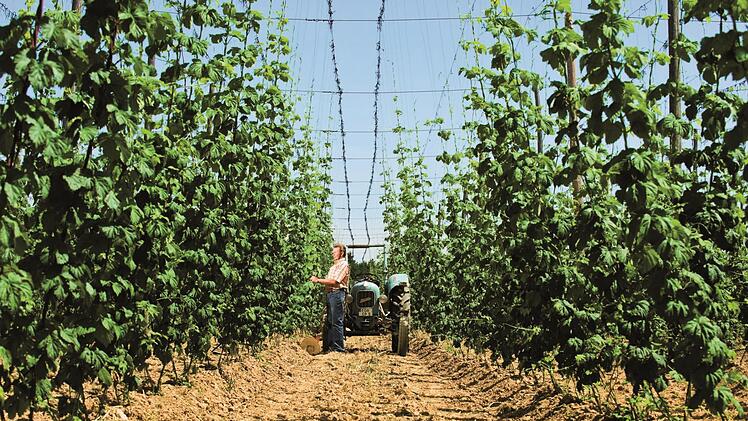 Hopfenanbau im Gräfenberger Land bei Lilling Foto: frankentourismus/frs/Hub