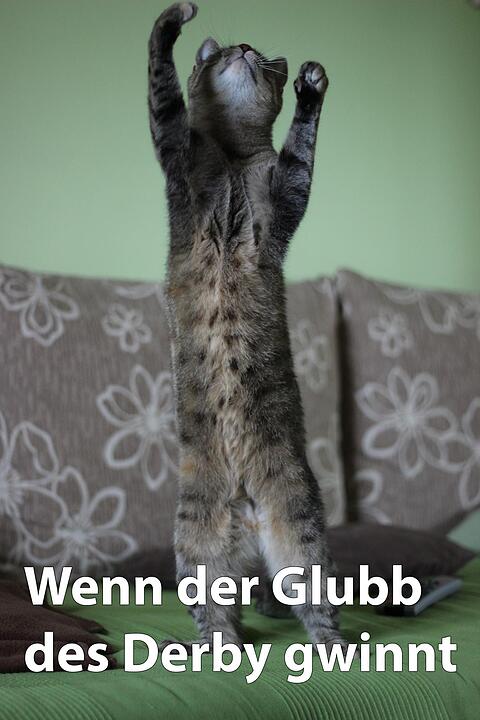 29 fränkische Katzen, die dich verstehen