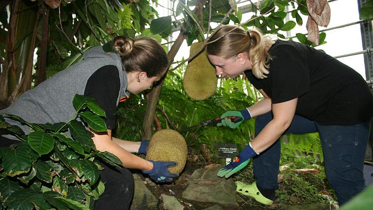 Linda Johanna Neubauer (links) Katharina Suffa  ernten eine Jakcfrucht im Tropenhaus "Klein Eden".Maria L&ouml;ffler