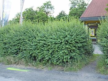 Mit gelber Spr&uuml;hfarbe markierten die Kripo-Beamten die Spur (links unten), die der T&auml;ter bei der Flucht mit dem Motorrad w&auml;hrend des L&auml;nderspiels hinterlassen hat. Foto: Ralf Kestel